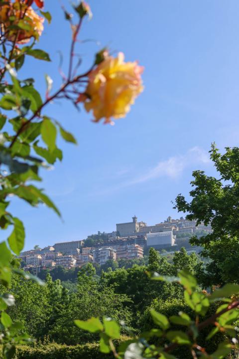 San Marinos stolze Blüte – die charakteristische warmgelbe Farbe der Rose als florales Symbol der Republik