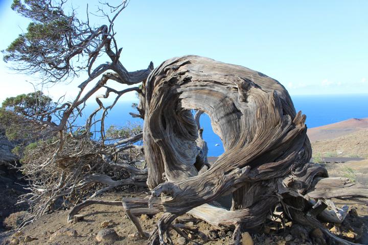 Die stetige Briese auf El Hierro, formt die alten Wacholderbäume