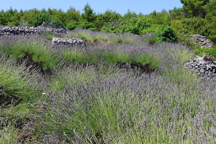 Hvar ist für seine Lavendelfelder bekannt. Der Anbau in der kargen Landschaft ist mühselig
