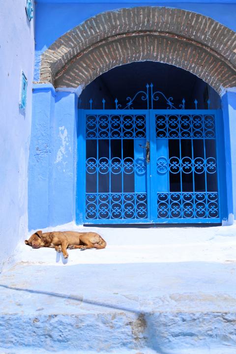 In der warmen Mittagshitze in der Medina in Chefchaouen schlummert ein süßer Hund friedlich und entpannt dahin