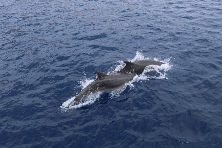 Bis in den frühen Herbst hinein sind die Chancen, vor den Küsten Griechenlands Delphinen zu begegnen recht hoch. Sie spielen in der Bugwelle des Schiffes