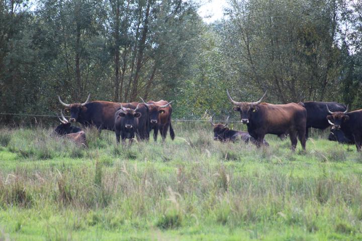 Durch die Renaturierung der Spreeaue wurden wieder neue, verzweigte Flussläufe angelegt. Auch Auerochsen weiden wieder in der Landschaft