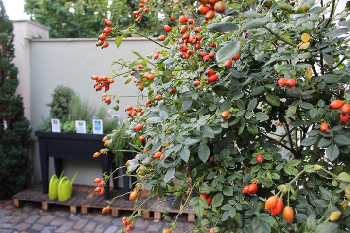 Der Kräutergarten vom Brandenburgischen Apothekenmuseum lädt zum Verweilen ein
