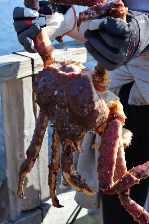 Weser-Kurier "Nordkap voraus"