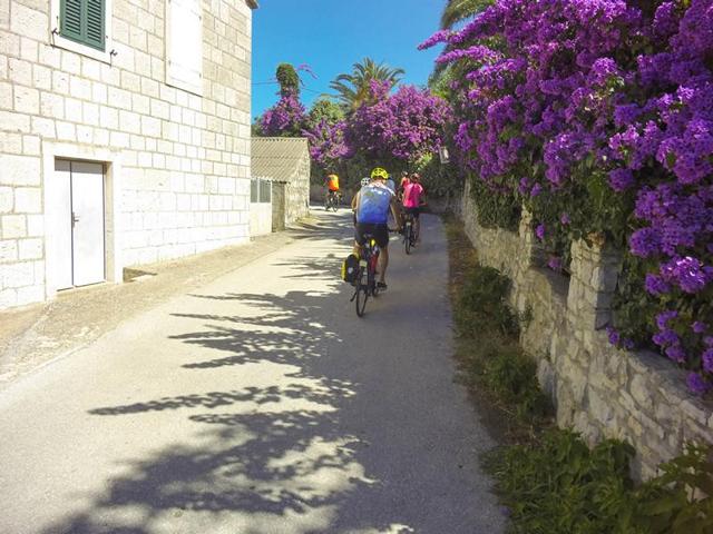 Die Flora in Kroatien ist abwechslungsreich und immer für einen außerplanmäßgien Fotostop gut – so wie diese üppigen Drillingsblumen auf der Insel Šolta