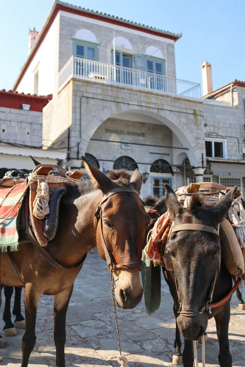 Auf der autofreien Insel Hydra gibt es Esel als Transportmittel