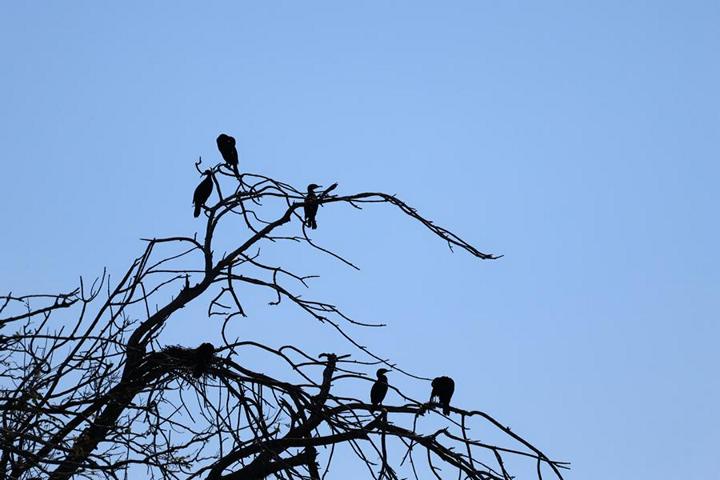 Der Kormoran ist ein Brutvogel, der im Naturpark „Kopački rit“ in Kolonien brütet und ein großer Fischliebhaber ist