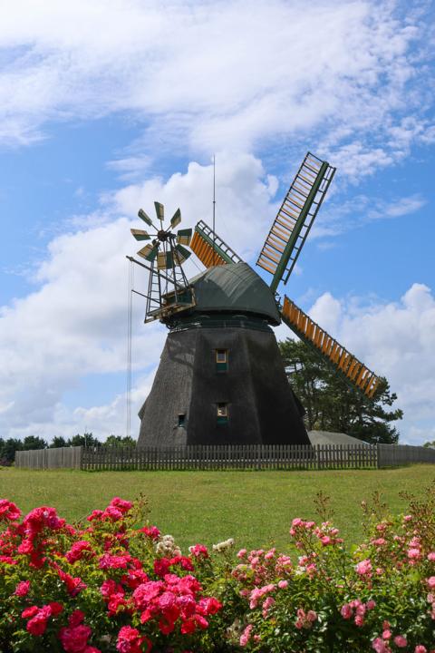Die Amrumer Windmühle mit ihren vier Flügeln auf der Geesthöhe bei Nebel ist eines der markantesten Wahrzeichen der Insel