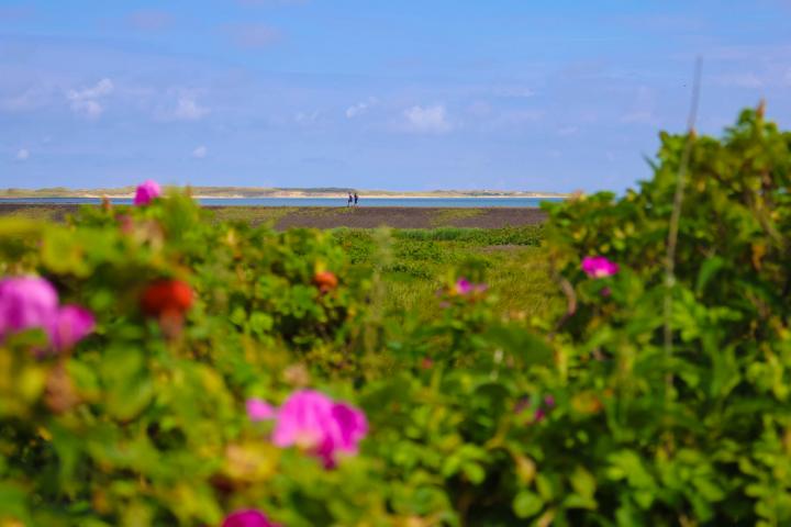 Vor der mitunter wilden Nordsee schützt ein massiver Deich aus Teer die Insel – und lädt ein zum Wandern mit weitem Blick