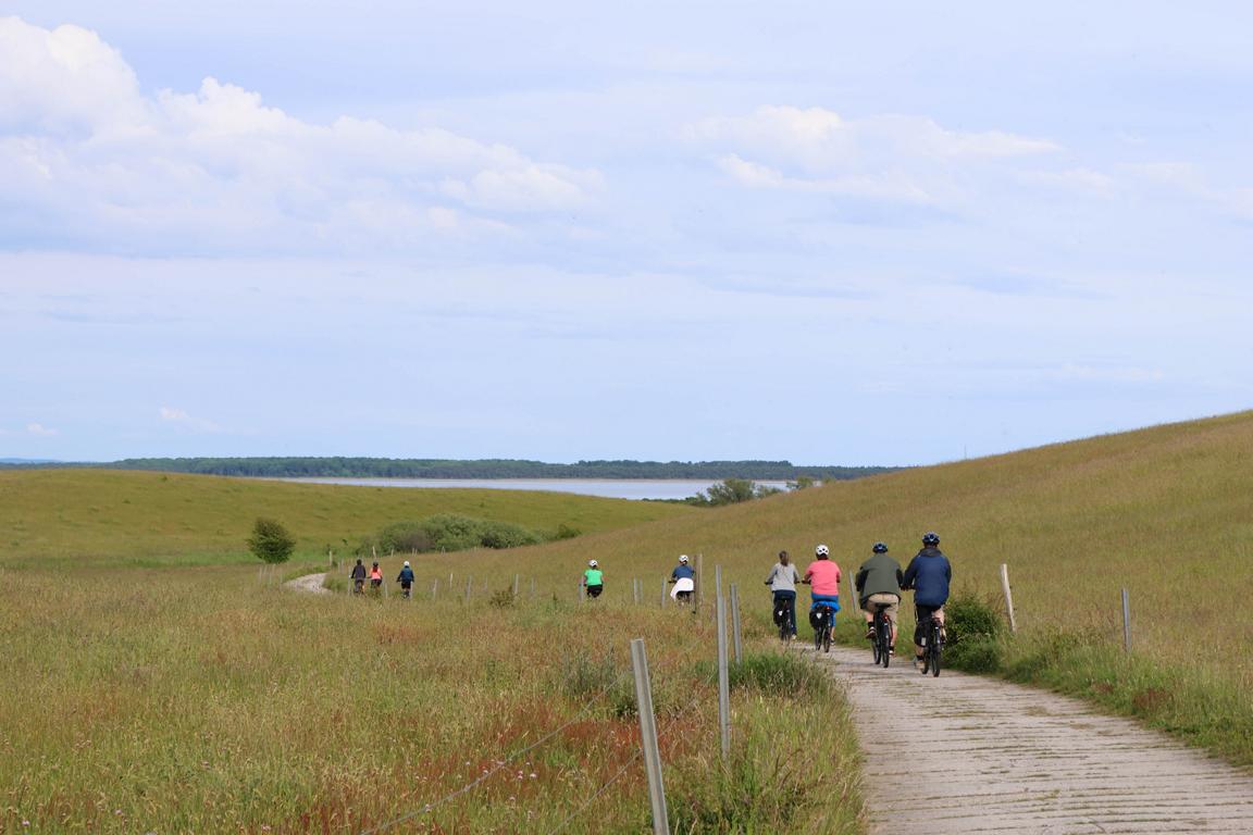 Radlergruppe auf der Rückfahrt vom Leuchtturm auf Hiddensee zum Ausgangsort nach Vitte. Die Strecke führt durch offene Gras- und Heideflächen