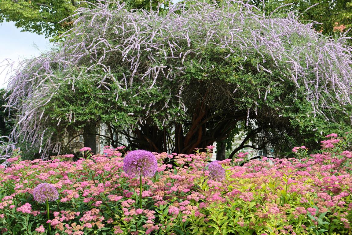 In Stettin blüht ein Hänge-Sommerflieder in voller Pracht. Der Strauch blüht im Frühsommer, meist von Juni bis Juli, und zieht dabei zahlreiche Schmetterlinge und Bienen an