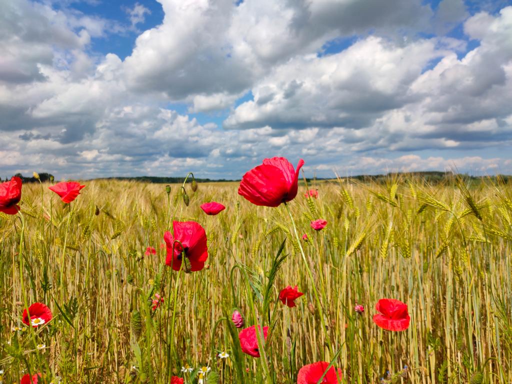 Auf der Ostseeinsel Usedom säumen im Sommer weite Kornfelder durchsetzt von leuchtenden Mohnblumen die Radwege und prägen die Landschaft entlang der Strecke