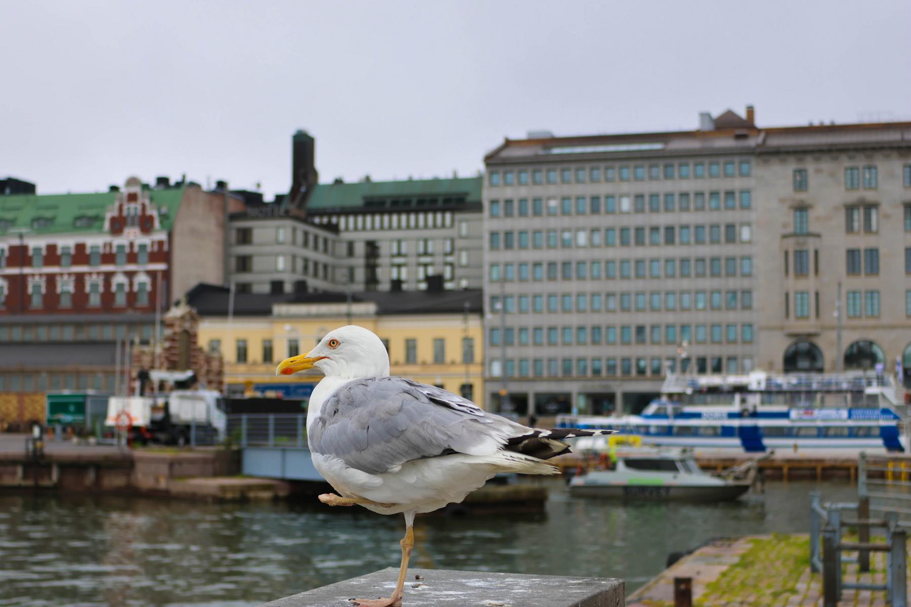 Eine Möwe sitzt am Hafen von Helsinki. Möwen sind fester Bestandteil des Stadtbildes am zentralen Marktplatz (Kauppatori) und bekannt dafür, Touristinnen und Touristen im Sturzflug Essen zu entwenden