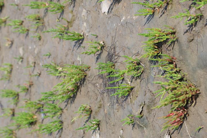 Queller wächst in der sogenannten Pionierzone – einem extremen Lebensraum, der über 700 Mal im Jahr überflutet wird