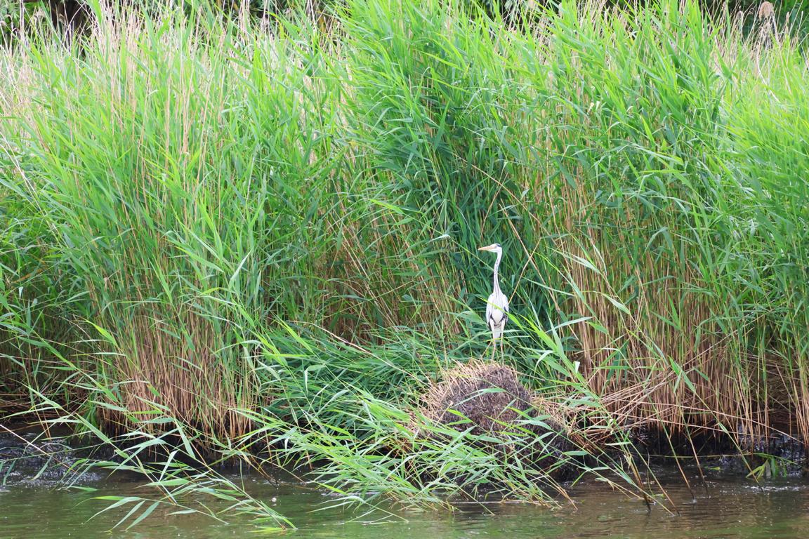 Ein Graureiher im dichten Schilf am Flussufer der Oder zwischen Stettin und Mescherin