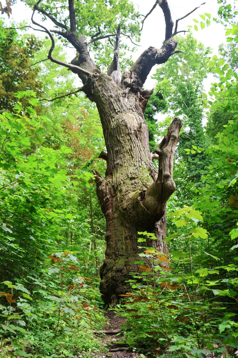 Die letzte Radetappe rund um den Tegeler See ist eine entspannte Fahrt durch viel Natur. Unweit des Seeufers steht seit etwa 800 Jahren Berlins ältester Baum genannt „Dicke Marie“