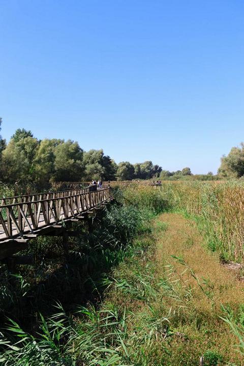 An der Mündung der Drau in die Donau liegt der Naturpark „Kopački rit“. In der warmen Jahreszeit ist es Zwischenstation zahlreicher Zugvögel, die sich zwischen Afrika und Nordeuropa bewegen
