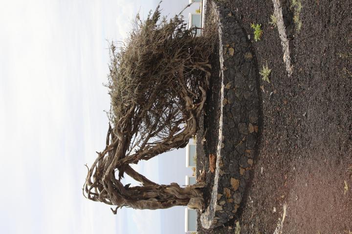 Ein Wahrzeichen der Insel El Hierro