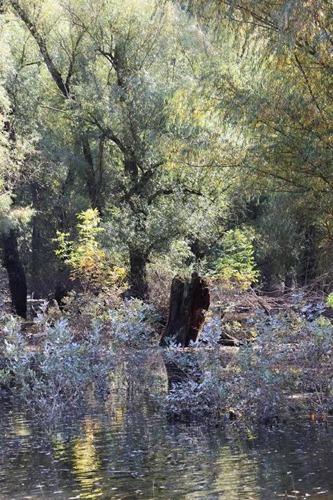 Der Lebensreichtum im Naturpark „Kopački rit“ zieht die Aufmerksamkeit der Forscher und auch leidenschaftlicher Amateur-Vogelkundler an