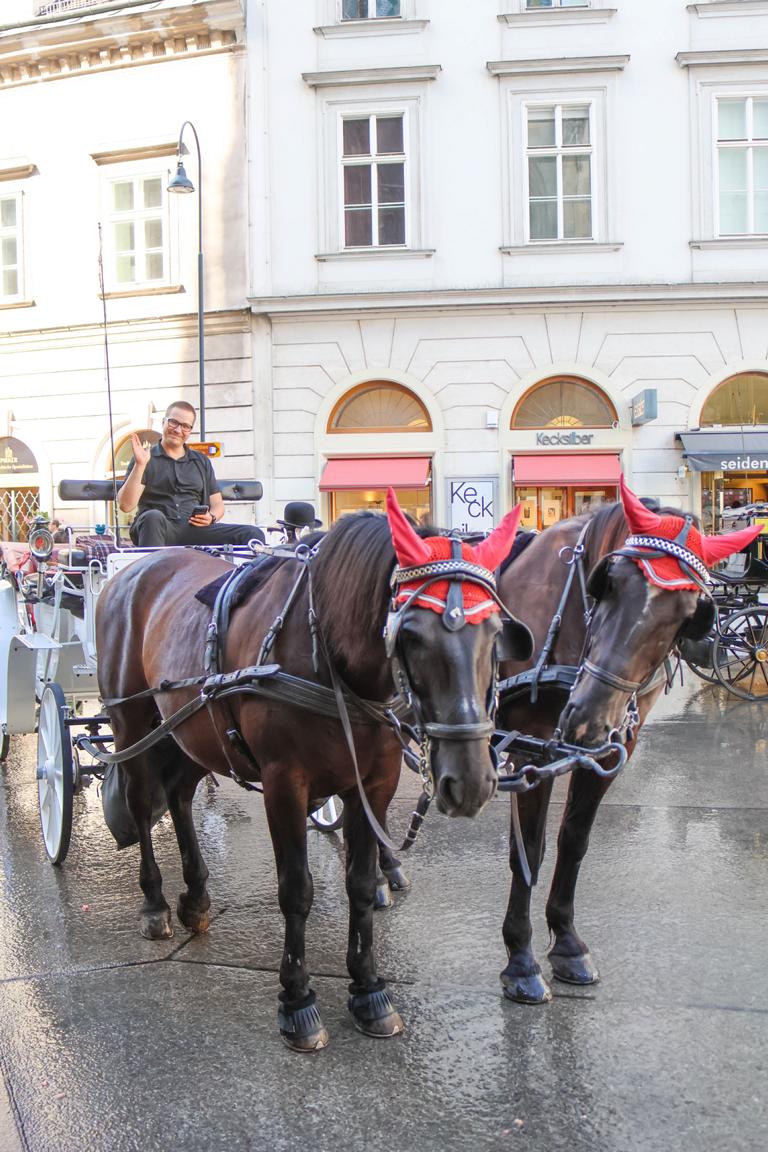 Dieses Fiaker wartet im Herzen Wiens auf Fahrgäste – doch die anhaltende Hitzewelle prägt das Stadtbild. Während Tierschützer wegen des heißen Asphalts vehement Hitzefrei ab 30 Grad für die Pferde fordern, kämpft zugleich die Donauschifffahrt unweit der Innenstadt mit historischem Niedrigwasser