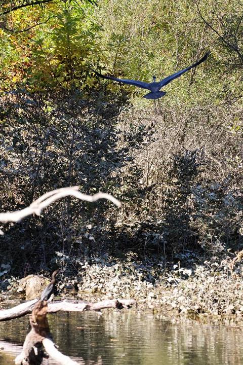 Wegen der Bedeutung des Naturparks „Kopački rit“ als Lebensraum für zahlreiche Vögel wurde der Park 1986 auf die Liste bedeutender Vogelschutzgebiete (IBA) aufgenommen
